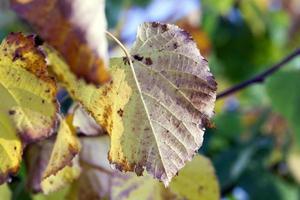 autunno nel parco foto