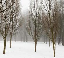 foresta d'inverno, primo piano foto