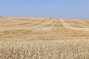 campo agricolo con grano foto