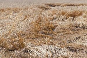 i cereali distrutti - i cereali distrutti dalle intemperie. agricoltura. piccola profondità di nitidezza foto