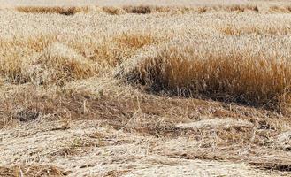 i cereali distrutti - i cereali distrutti dalle intemperie. agricoltura. piccola profondità di nitidezza foto