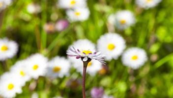 fiore di camomilla, primo piano foto