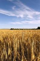 cereali gialli maturi foto