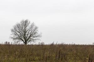 un albero, autunno foto