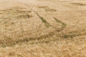 grano di vento spezzato foto