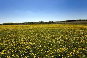 campo di tarassaco e cielo foto