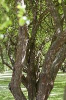 viale degli alberi foto