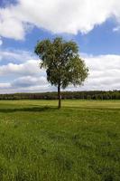 albero nel campo - l'albero di una betulla che cresce in un campo su cui crescono le piante foto