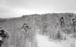 foresta d'inverno - gli alberi che crescono nel parco in una stagione invernale. l'immagine è presa da un'altezza foto