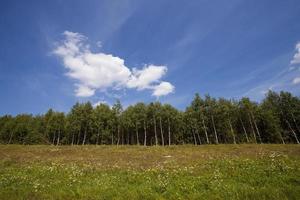 alberi sulla collina - gli alberi che crescono su una piccola altezza. estate dell'anno foto