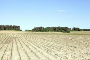 campo di grano, estate foto