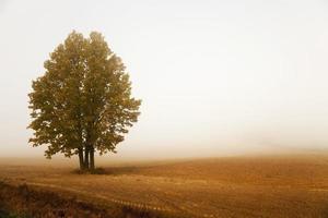 nebbia mattutina, autunno