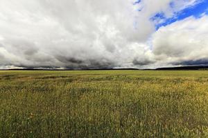 agricoltura, cresce l'erba foto