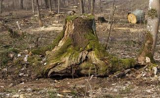 vecchi alberi da vicino foto