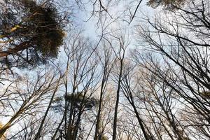 cime di alberi spogli foto