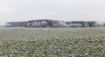 alberi in inverno foto