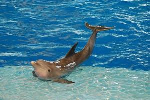 delfino in posa con equilibrio foto