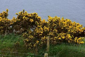 ginestre gialle che fioriscono lungo le scogliere del mare a St Bees foto