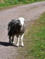 agnello con lana grigia lunga in un giorno di primavera foto