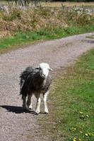 adorabile agnello peloso in piedi su un sentiero di ghiaia foto