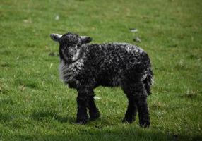 agnello molto carino in una giornata di primavera in inghilterra foto