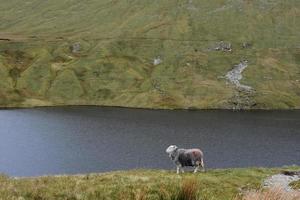 pecore accanto a grisdale tarn circondato da colline foto