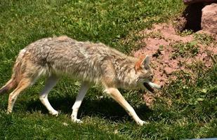 coyote trasandato e sottile in una giornata estiva foto