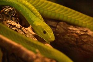 serpente mamba verde brillante arrotolato su un ramo foto