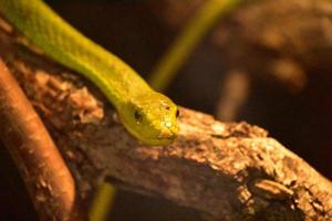 squamoso serpente mamba verde mortale su un ramo foto