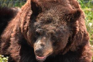 sguardo incredibile nel volto di un orso nero foto