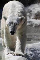 orso polare che cammina lungo il sentiero della neve compressa foto