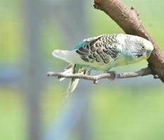 uccello budgie color pastello grazioso appollaiato su un ramo foto