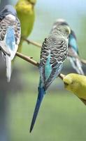 piume colorate su un gruppo di pappagallini pastello foto