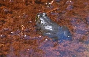 grande rana verde oliva seduta in acque poco profonde foto