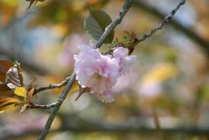 fiore di ciliegio rosa a Washington DC foto