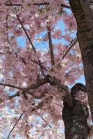 graziosi fiori di ciliegio rosa in fiore foto