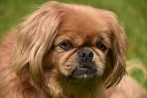 bel viso di un cucciolo di cane pechinese foto