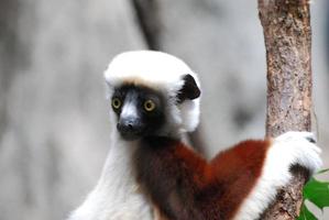 lemure sifaka dagli occhi gialli che si aggrappa a un albero foto