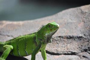 lucertola iguana verde brillante su una roccia foto