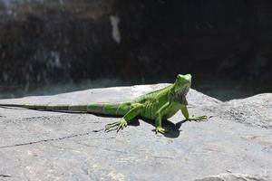 lucertola verde iguana che prende il sole nella bellissima Aruba foto