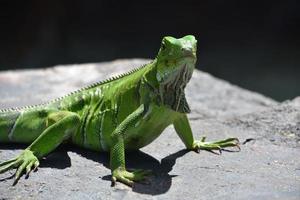 guarda direttamente il viso luminoso di un'iguana verde foto