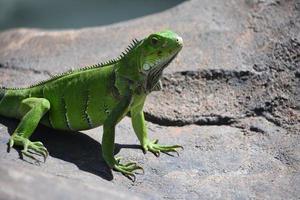 iguana verde colorata su una grande roccia foto