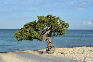 splendido albero divi sulla costa di aruba foto