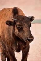 sguardo diretto in faccia a un cucciolo di bisonte foto