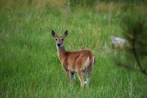 capriolo in piedi nell'erba alta nelle prime ore del mattino foto