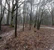 foresta autunnale, alberi foto