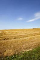 un campo agricolo foto