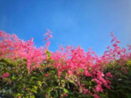 sfondo astratto sfocato di fiori rosa foto