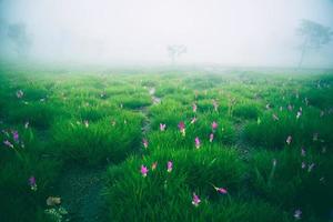 giardino parco all'aperto nebbia giù giardino fiorito curcuma sessilis. foto