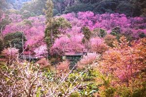 sfondo natura naturale vista sulle montagne. i fiori cerasoides. foto